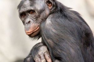 Bonobo - inteligentne szympansy